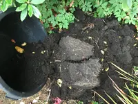 Kartoffeln im Kübel_03.jpg