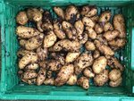 Kartoffeln im Kübel_04.jpg