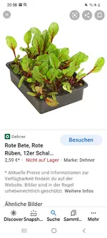 Screenshot_20210419-205847_Google.webp