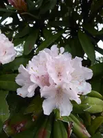 P1030141Rhododendron.webp