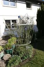 Rosenpyramide0118.webp