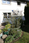 Rosenpyramide0118.JPG