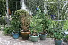 Terasse   0819.JPG