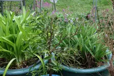 Terasse  0218.webp