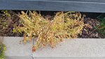 20210420_075341.jpg