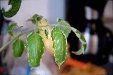 tomate_02.webp tomate_02.webp