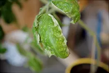 tomate_01.webp tomate_01.webp