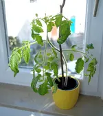 tomate_03.webp