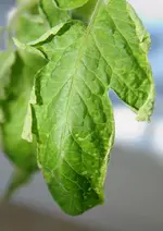 tomate_04.webp