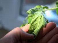 tomate_05.webp