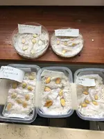 Kürbis und zucchini.webp