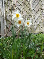 P1030244Narzisse.webp