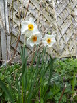 P1030244Narzisse.JPG