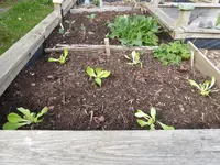 P1030247Salat.webp