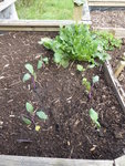 P1030248Kohlrabi.JPG