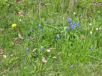 P1030249Traubenhyazinthen.webp
