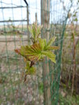 P1030260Himbeeren.JPG