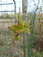 P1030260Himbeeren.webp