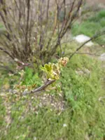 P1030262Rote Johannisbeere.webp
