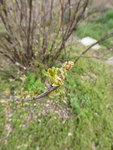 P1030262Rote Johannisbeere.JPG