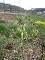 P1030264Kamtschatkabeere.webp