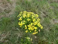 P1030265Primel.webp