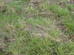 P1030266das war mein Leinfeld.JPG