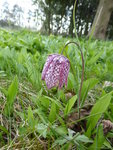 P1030276Schachbrettblume.JPG