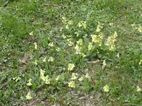 P1030280Schlüsselblumen.webp