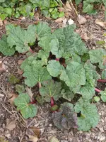 P1030282Rhabarber.webp