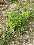 P1030283Liebstöckel.JPG