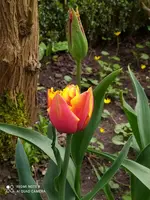 IMG_20210420_145258.webp