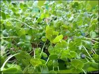 c035.webp
