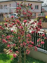 IMG_20210412_124701.webp