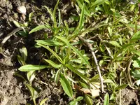 G1040744Glockenblume.JPG