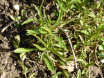 G1040744Glockenblume.JPG