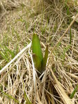 H1040620Herbstzeitlose.JPG