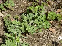 K1040740Kugeldistel.JPG