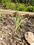 K1120322Kornrade.JPG