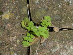 W1040497gelber Waldscheinmohn.JPG