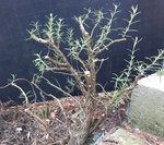 Rosmarin_2019-02_04.jpg