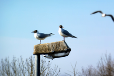 Viel.webp