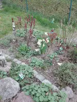 IMG_20210422_163901.jpg
