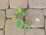 A1040499Akelei.JPG