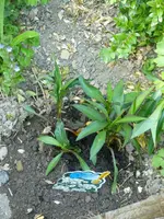 A1060128Aster.webp
