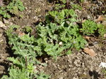 K1040740Kugeldistel.JPG