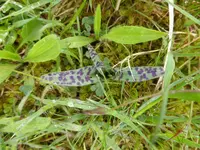K1050149geflecktes Knabenkraut.webp