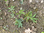 L1050511Lupine.JPG