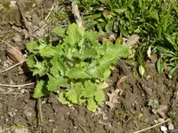 M1040746Mohnbrötchenpflanze.webp