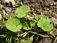 S1040743Stockrose.webp